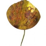 singleLeaf singleLeaf