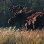 young.moose.bull