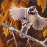 chickadeeLanding Chickadee-Landing