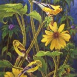 goldFinchFeast Gold-Finch-Feast