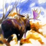 thicket-moose-amy-poor