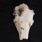 OLYMPUS DIGITAL CAMERA Horse-hair-clay-mask-cassandra-sharon
