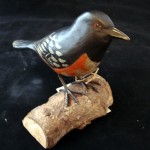 Rufous Sided Towhee